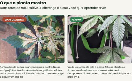 Diagnóstico visual